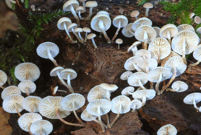 Ritrovamenti 1.11.2011. sotto latifoglia